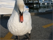 20090818-Auslug Wallis79